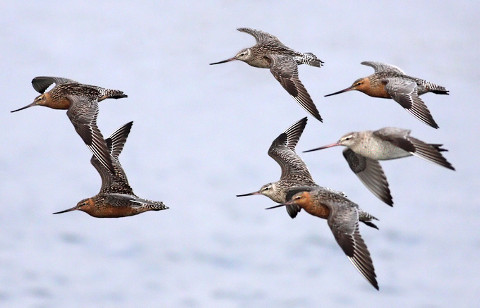 Bar-tailed Godwit