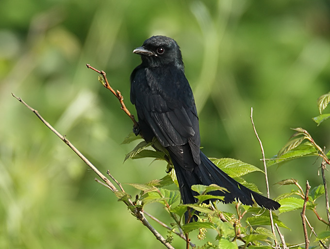Black Drongo