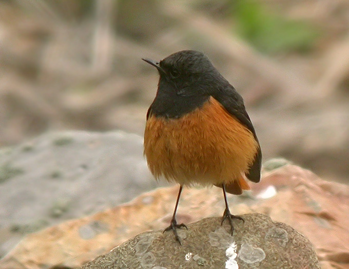 Black Redstart