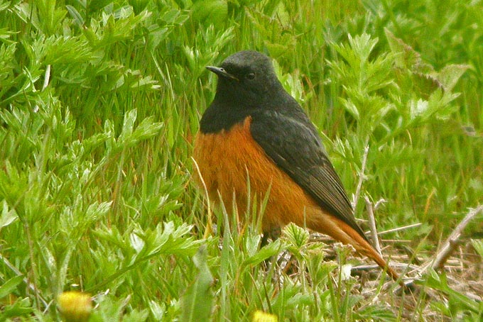 Black Redstart
