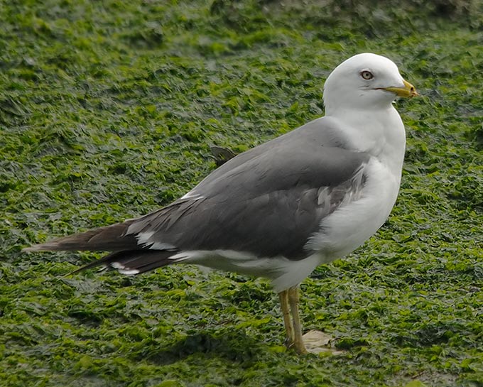 Black-tailed Gull
