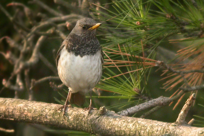 Black-throated Thrush