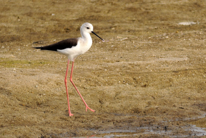 Black-winged Stilt