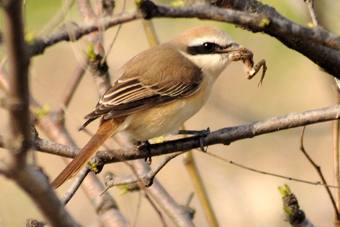 Brown Shrike