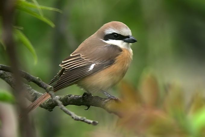 Brown Shrike