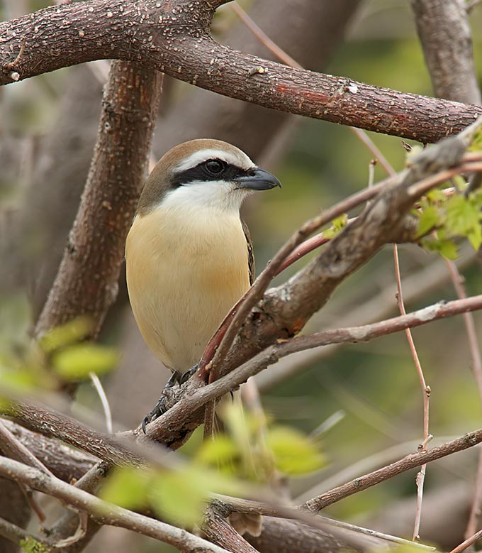 Brown Shrike