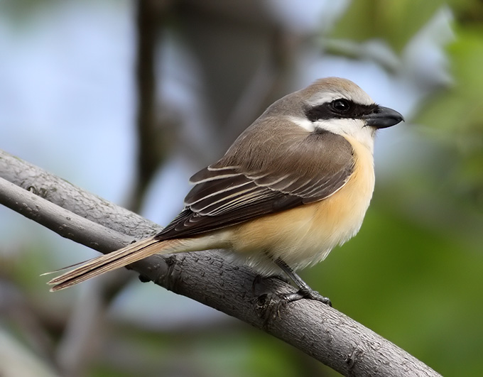 Brown Shrike