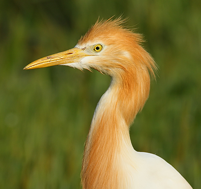 Eastern Cattle Egret