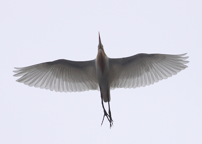 Eastern Cattle Egret