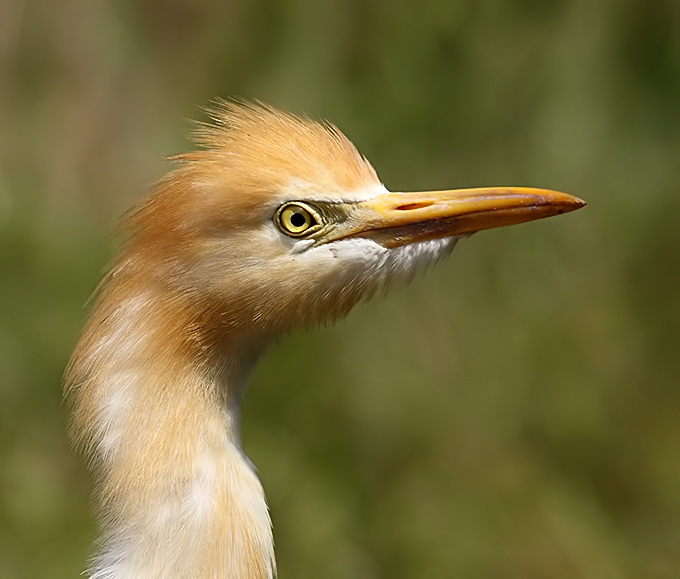 Eastern Cattle Egret
