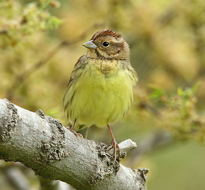 Chestnut Bunting