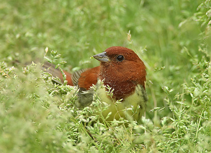 Chestnut Bunting