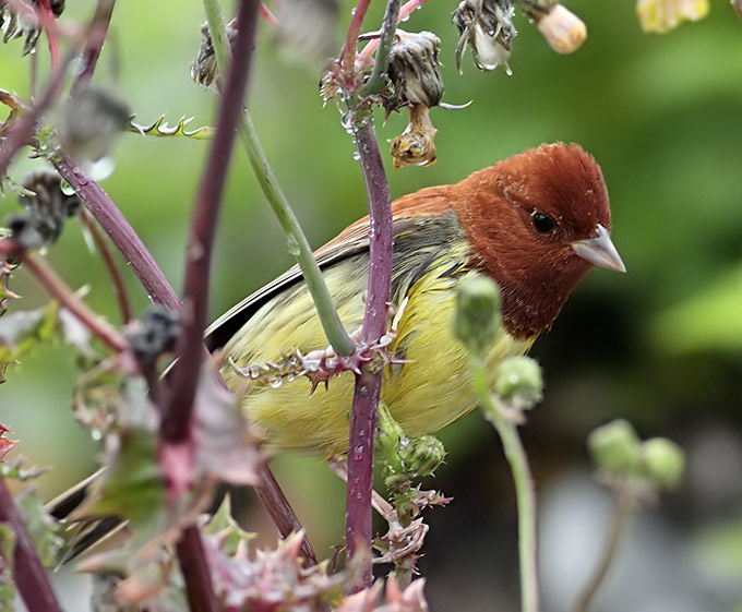 Chestnut Bunting