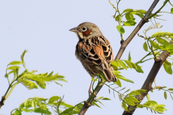 Chestnut-eared Bunting