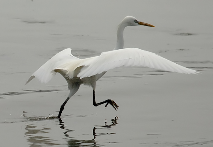 Chinese Egret