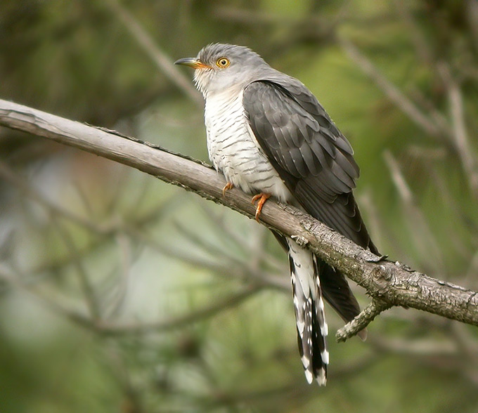 Common Cuckoo