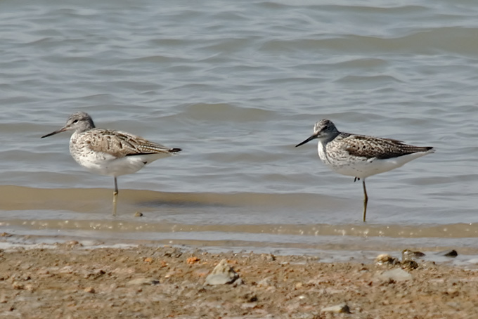 Common Greenshank