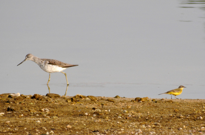 Common Greenshank