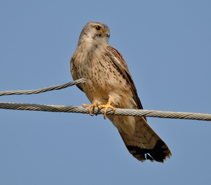Common Kestrel