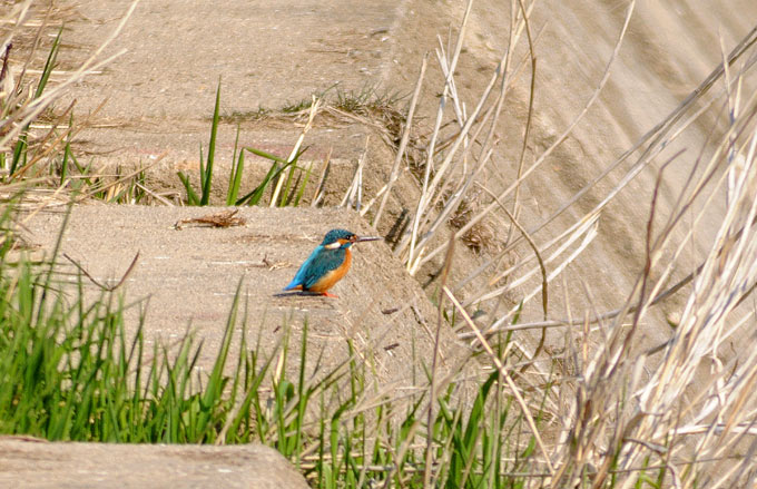 Common Kingfisher