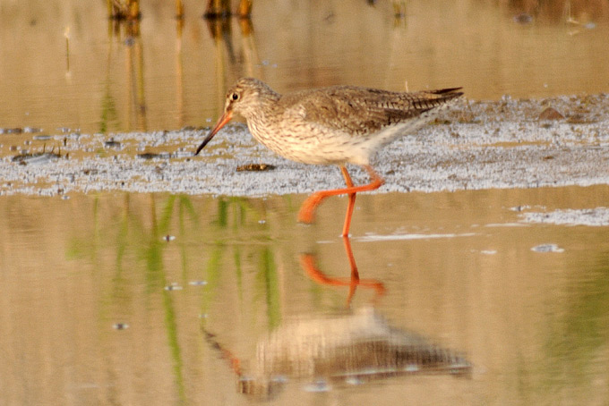 Common Redshank