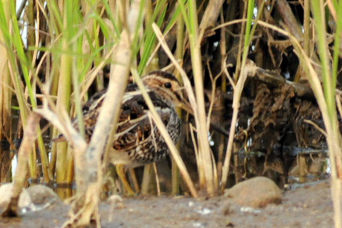 Common Snipe