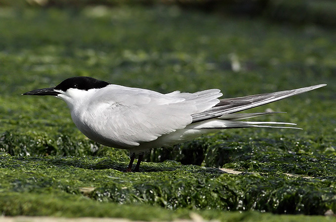 Common Tern