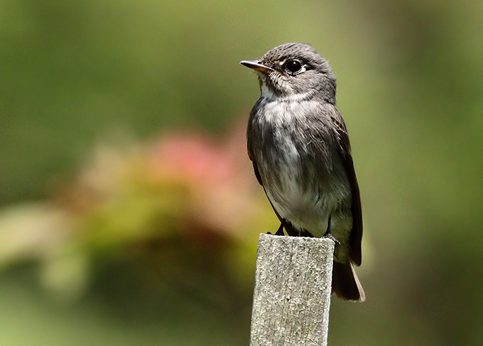 Dark-sided Flycatcher