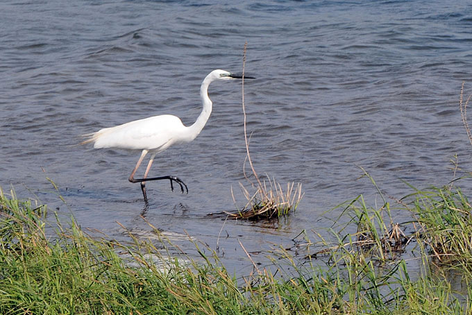 Eastern Great Egret