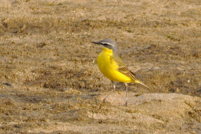 Eastern Yellow Wagtail