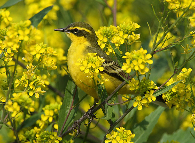 Eastern Yellow Wagtail