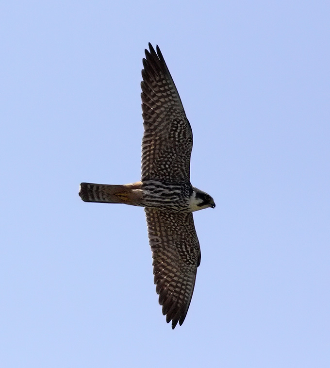Eurasian Hobby