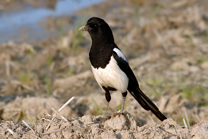 Eurasian Magpie