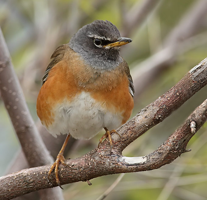 Eyebrowed Thrush