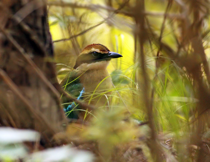 Fairy Pitta