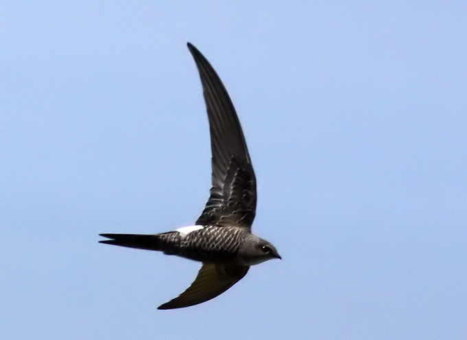 Fork-tailed Swift