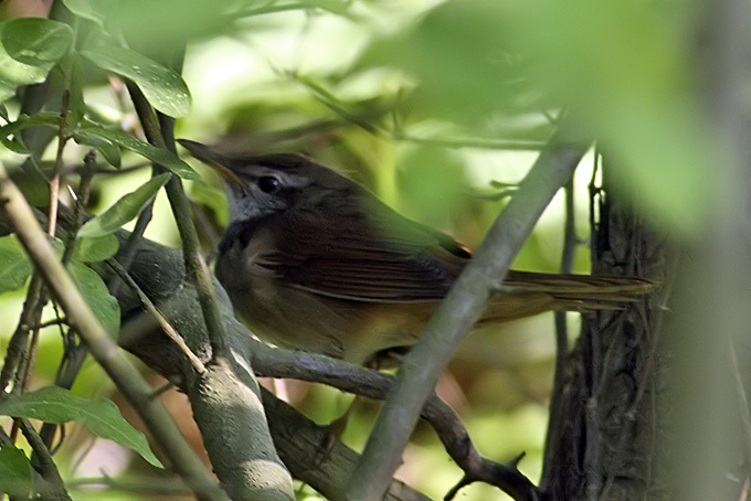 Gray's Grasshopper Warbler
