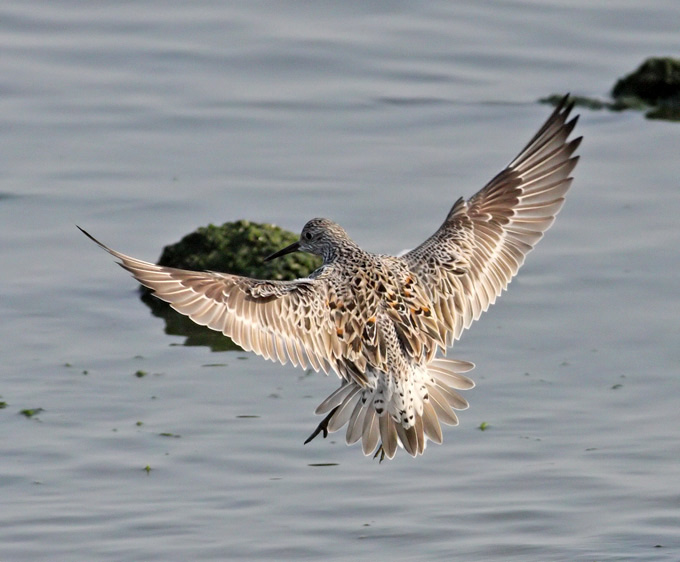 Great Knot