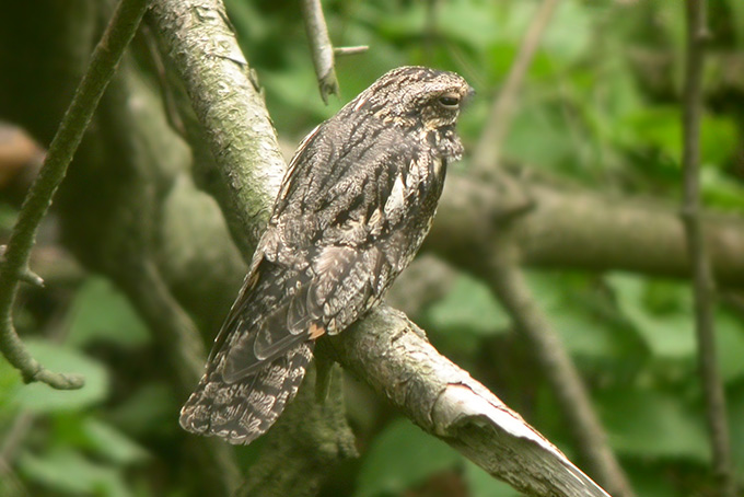 Grey Nightjar