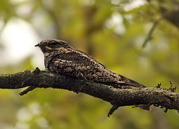 Grey Nightjar