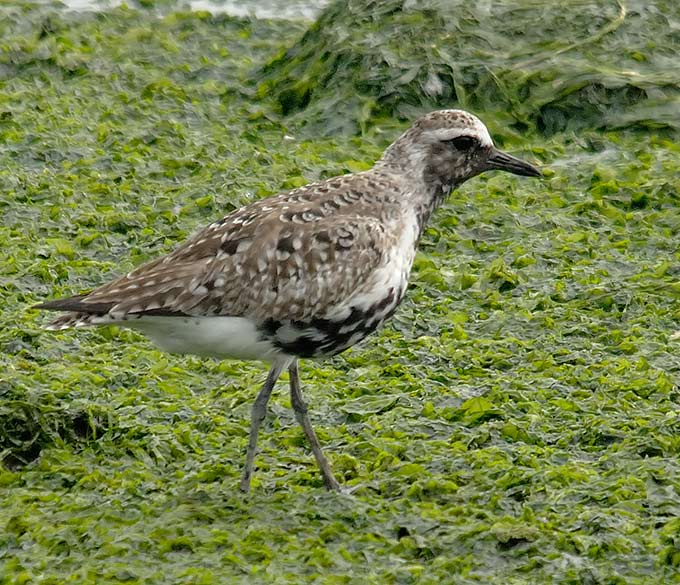Grey Plover