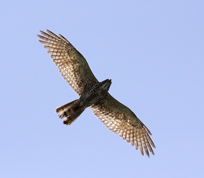 Grey-faced Buzzard