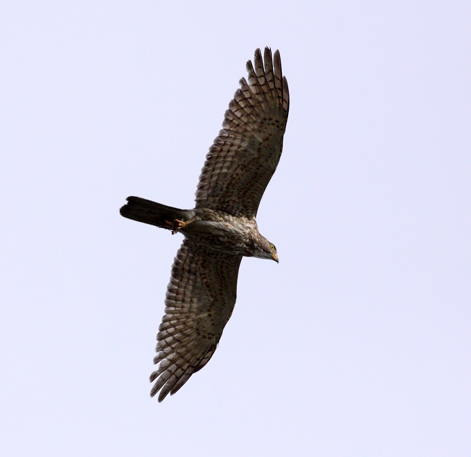 Grey-faced Buzzard