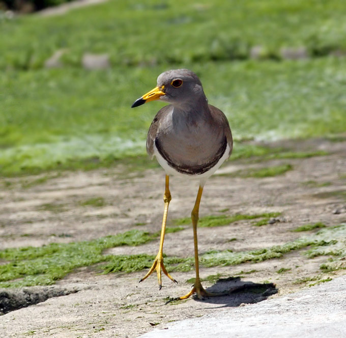 Grey-headed Lapwing