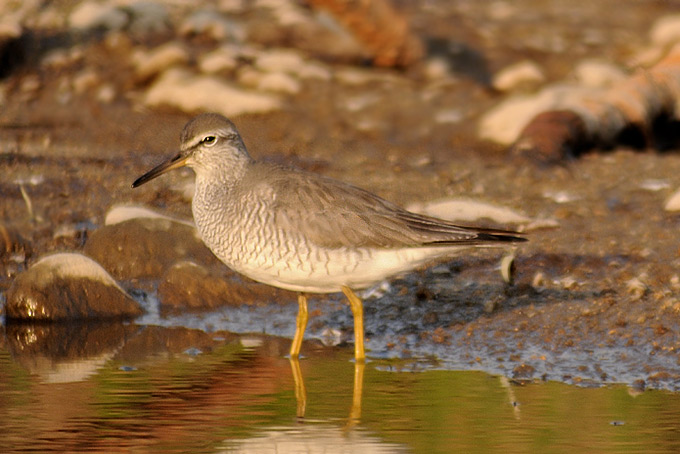 Grey-tailed Tattler