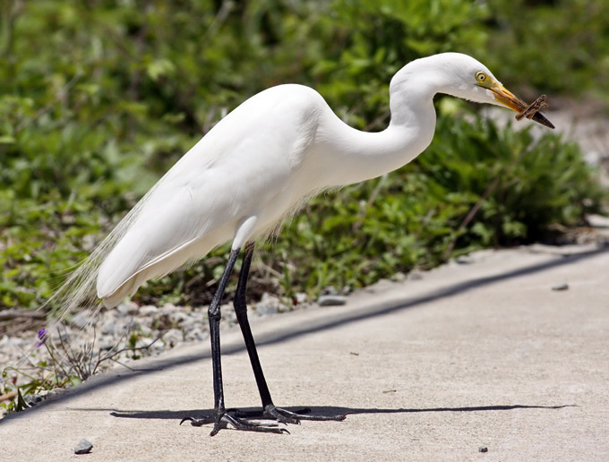 Intermediate Egret