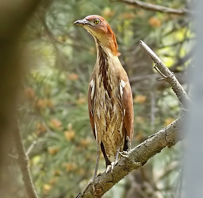 Japanese Night Heron