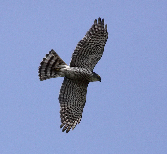 Japanese Sparrowhawk
