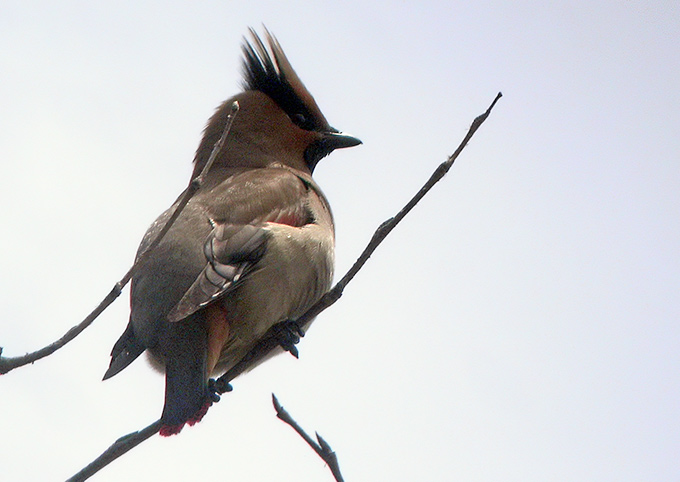Japanese Waxwing