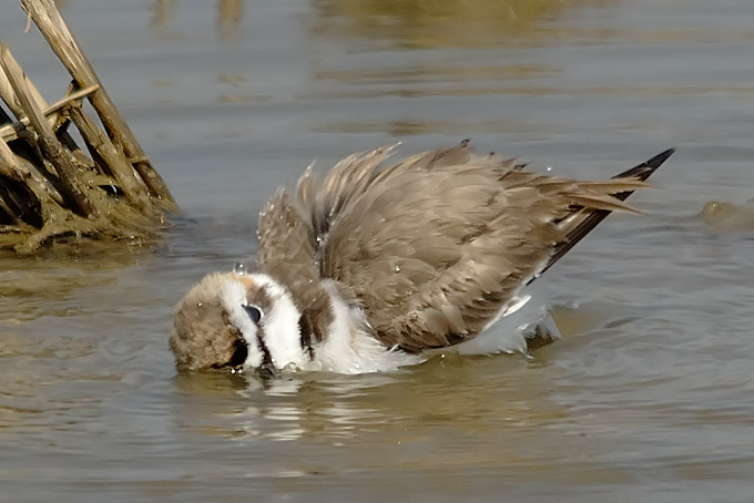 Kentish Plover